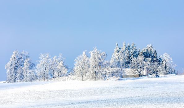 Tree covered by white snow Czech Republic, Vysocina region highland