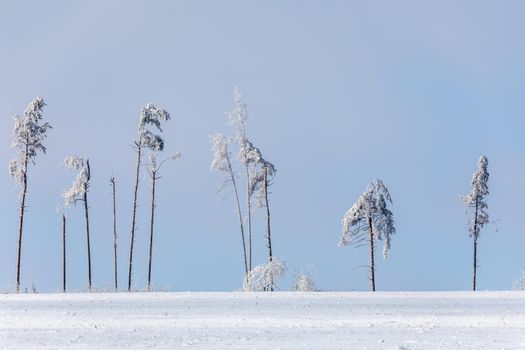 partially deforested forest landscape, winter theme. Spruce tree covered by white snow Czech Republic, Vysocina region highland