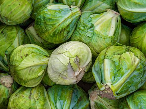 Harvest heads of cabbage on a pile. Vegetable cabbage. Raw food. Healthy food. Vegetarianism. Agricultural business. Farming. Harvesting vegetables. Vegetable nutrition. Background.