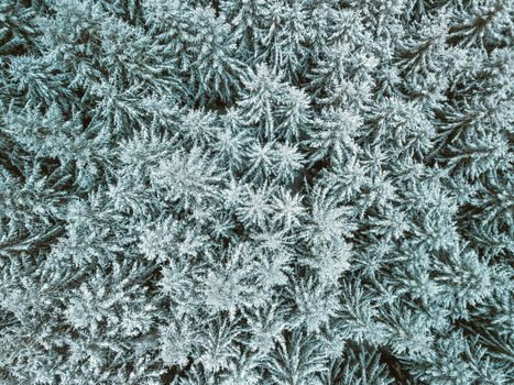 view of beautiful colorful winter forest treetops. Spruce frosty trees covered with snow. Winter nature, frozen white tree tops. Top view snowy landscape. Czech Republic, Europe