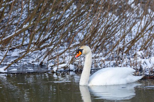 Beauty in nature, mute swan (Cygnus olor) swim in winter on pond on snowy landscape, Czech Republic Europe wildlife