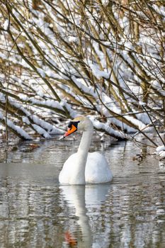 Beauty in nature, mute swan (Cygnus olor) swim in winter on pond on snowy landscape, Czech Republic Europe wildlife