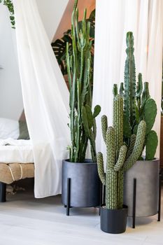 cactus plant used as interior decorative