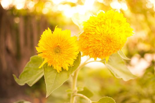 Sunflower circle big yellow flower warm. Background reflecting light from the sun. The concept of the hope of energy and enthusiasm for life. Warm summer or autumn background, template for design.