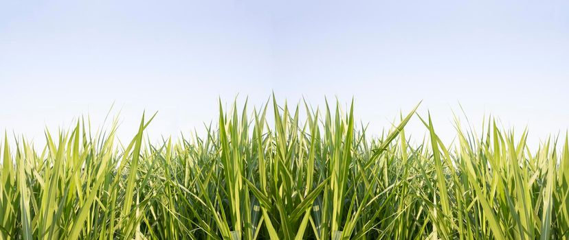 Green grass with blue sky background