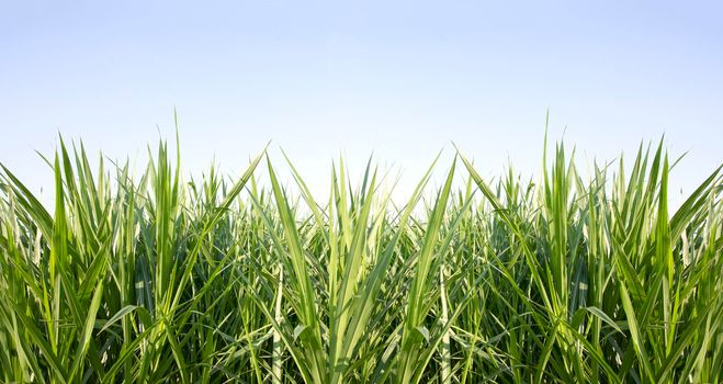 Green grass with blue sky background