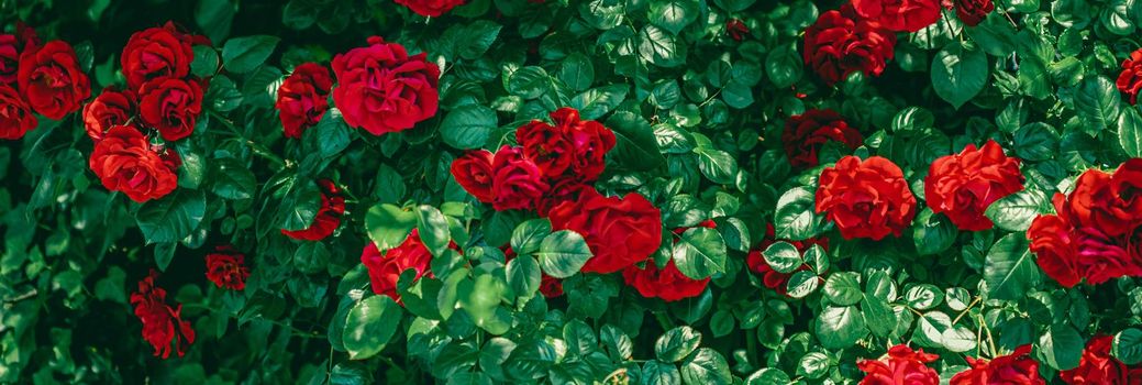 Red roses in beautiful flower garden as floral background.