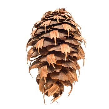 Natural pine cone isolated on white background.