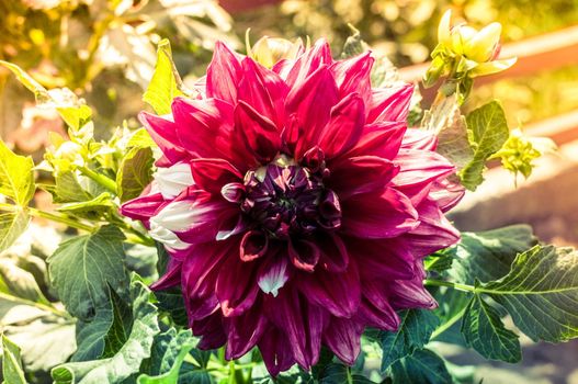 Beautiful full round dark purple blooming dahlia flowers in the autumn sunshine. Beautiful background of autumn flowers, template for design. Copy space.