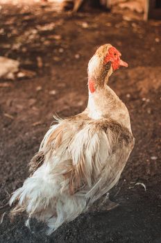 domestic duck is in pen or aviary walks on the ground and looks around.Colored light hits the bird.The concept of poultry and natural product is meat,eggs,feathers.Template for design.