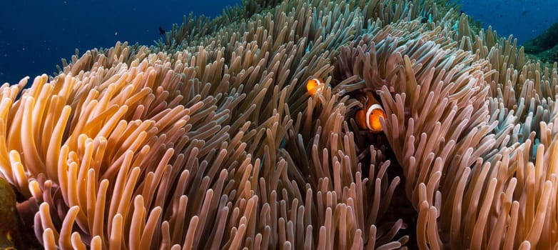 Beautiful Indonesia underwater pictures