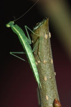 A small green grasshopper lives on branches in nature. to camouflage