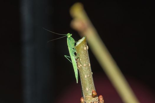 A small green grasshopper lives on branches in nature. to camouflage