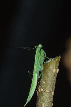 A small green grasshopper lives on branches in nature. to camouflage