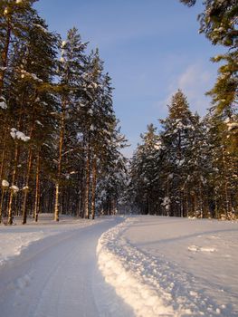 snowmobile road in winter forest among tall pines. photo