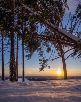 Beautiful christmas evergreen spruce tree with fresh snow in sunset light. photo