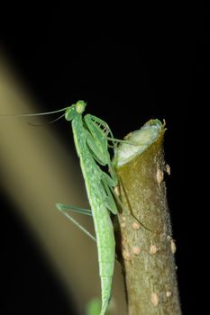 A small green grasshopper lives on branches in nature. to camouflage