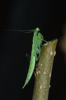 A small green grasshopper lives on branches in nature. to camouflage