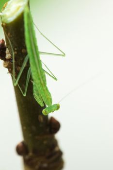 A small green grasshopper lives on branches in nature. to camouflage