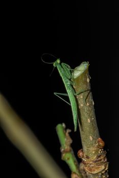 A small green grasshopper lives on branches in nature. to camouflage