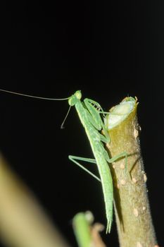 A small green grasshopper lives on branches in nature. to camouflage