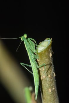 A small green grasshopper lives on branches in nature. to camouflage