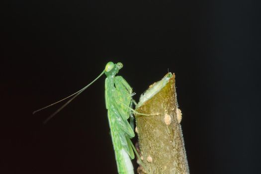 A small green grasshopper lives on branches in nature. to camouflage