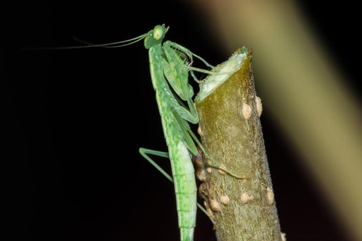 A small green grasshopper lives on branches in nature. to camouflage