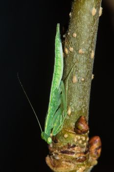 A small green grasshopper lives on branches in nature. to camouflage