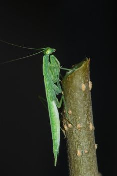 A small green grasshopper lives on branches in nature. to camouflage