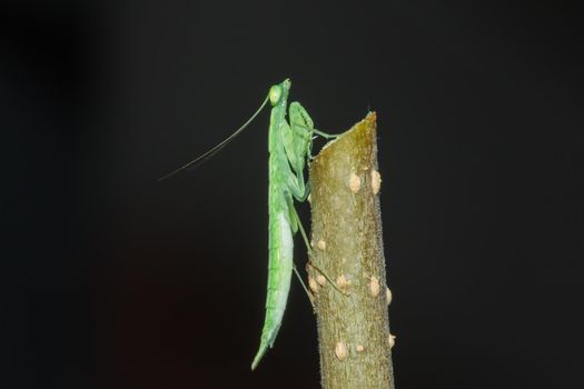 A small green grasshopper lives on branches in nature. to camouflage