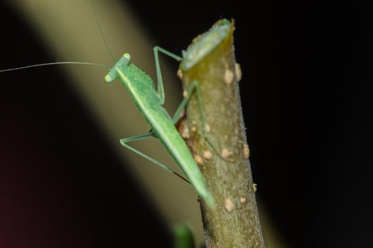 A small green grasshopper lives on branches in nature. to camouflage