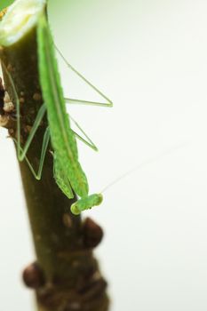 A small green grasshopper lives on branches in nature. to camouflage