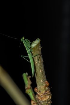 A small green grasshopper lives on branches in nature. to camouflage