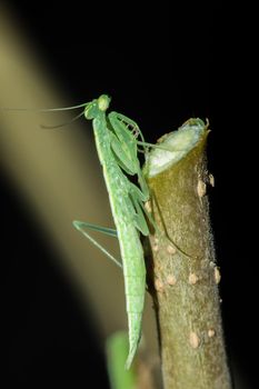 A small green grasshopper lives on branches in nature. to camouflage