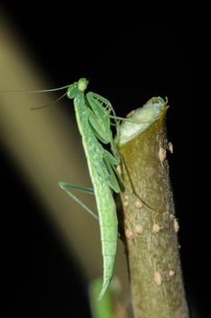 A small green grasshopper lives on branches in nature. to camouflage