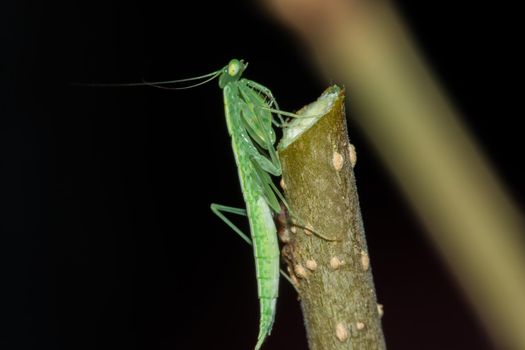 A small green grasshopper lives on branches in nature. to camouflage