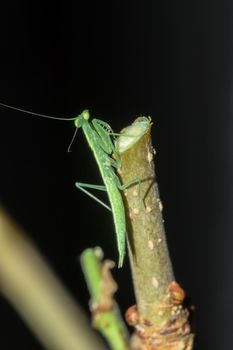 A small green grasshopper lives on branches in nature. to camouflage