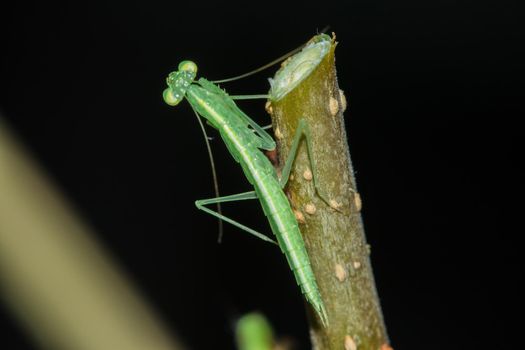 A small green grasshopper lives on branches in nature. to camouflage