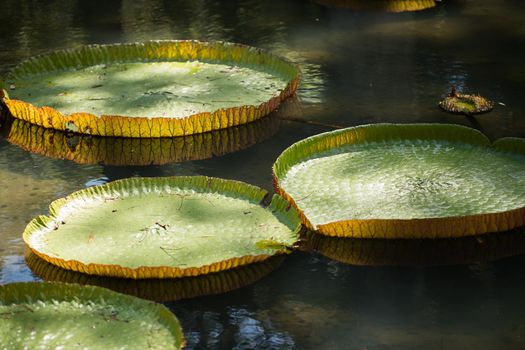 Giant, amazonian lily in water at the Pamplemousess botanical Gardens in Mauritius. Victoria amazonica, Victoria regia