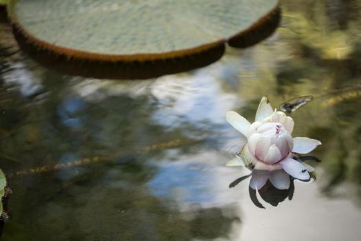 Giant, amazonian lily in water at the Pamplemousess botanical Gardens in Mauritius. Victoria amazonica, Victoria regia