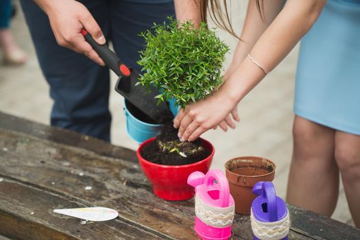 man and a woman planting a tree sprout into the pot. The tradition of the wedding