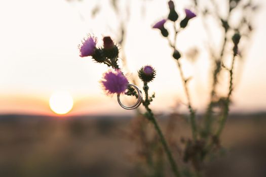 Wedding rings hang on a flower against the background of the sunset