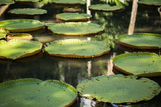 Giant, amazonian lily in water at the Pamplemousess botanical Gardens in Mauritius. Victoria amazonica, Victoria regia