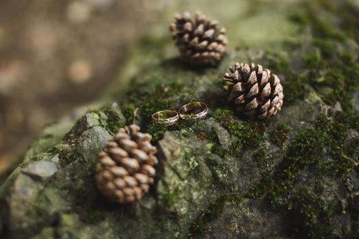 Gold wedding rings and fir cones on the bark with moss.