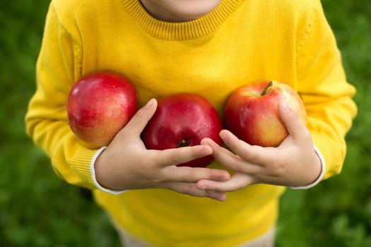 Cute little boy picking apples in a green grass background at sunny day. Healthy nutrition.