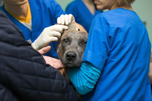 Veterinary inspection of the dog's ears before surgery