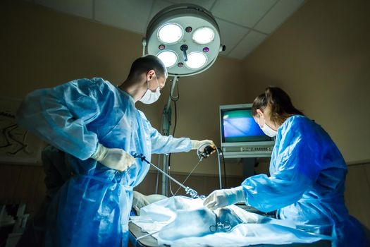 Veterinarian doctor in operation room for laparoscopic surgical take with art lighting.