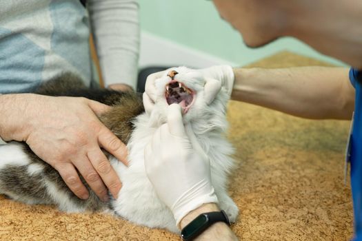 Cat having a check-up at a animal vet clinic