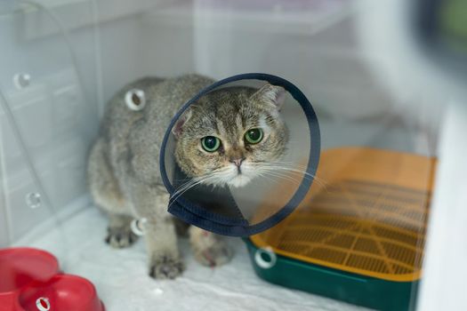 Domestic heterochromia cat wear cone pet recovery collar after surgery, anti bite lick wound healing safety